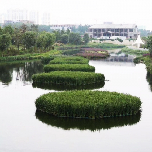 蓝藻防大于治！注意这几点，蓝藻远离你的池塘