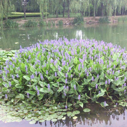 丛生型生态浮岛