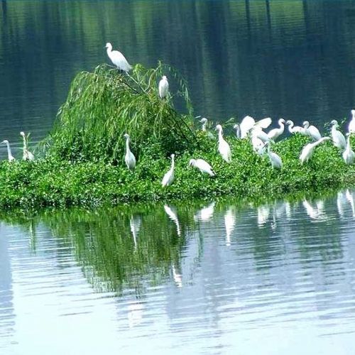 浮田型生态浮岛